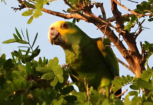 Great Backyard Bird Count Archives | Bonaire Bird Tours