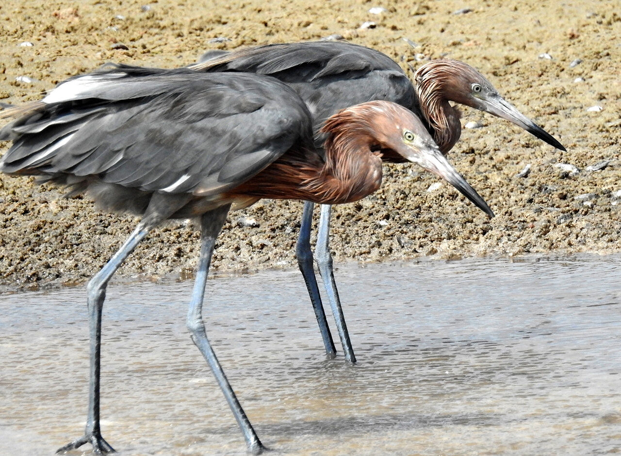 Two Reddish Egrets, hunting in a wetland on Bonaire.