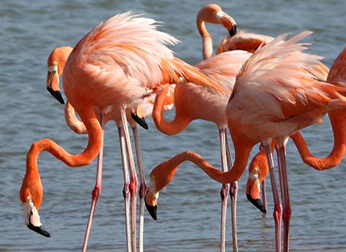 American Flamingos are commonly observed on Bonaire.