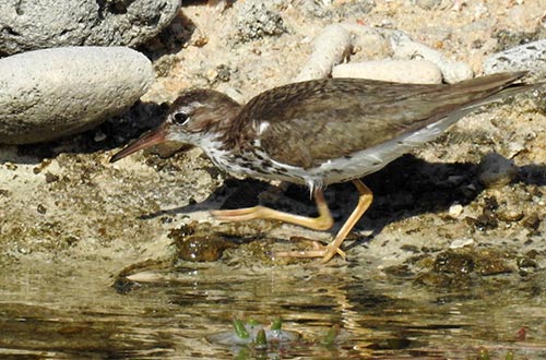 The Spotted Sandpiper, commonly found on Bonaire.