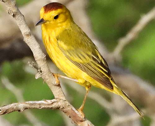 Yellow Warblers are commonly viewed all around Bonaire.