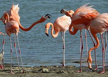 Bonaire’s Flamingo, the Island’s Icon