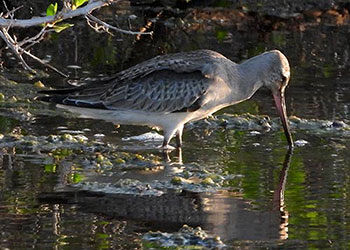 Hudsonian Godwits Make a Rest Stop on Bonaire