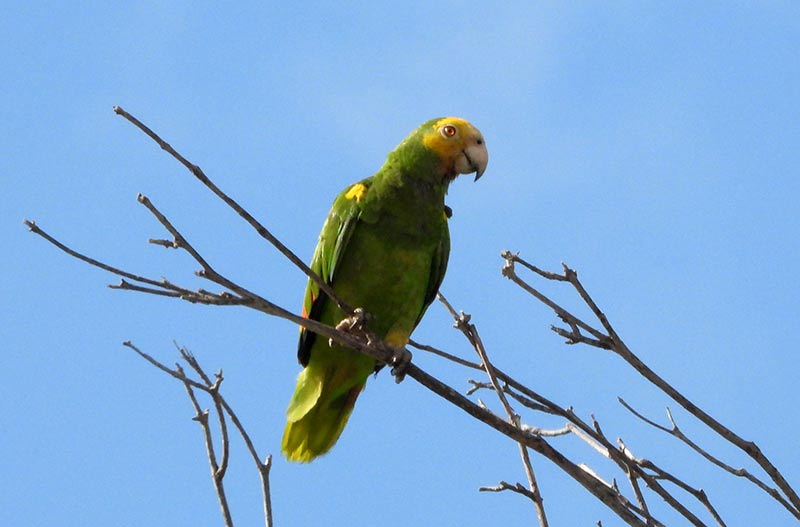 Bonaire's Yellow-shouldered Amazon Parrot.