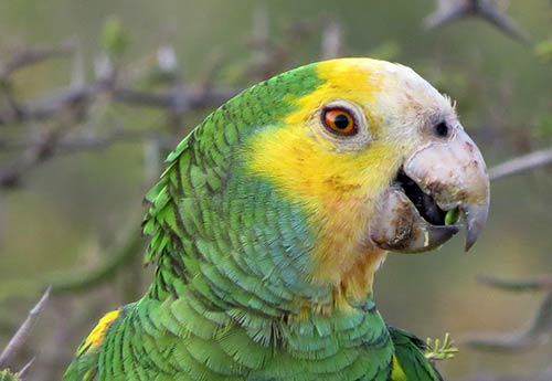 Yellow-shouldered Parrot