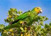 Bonaire's Yellow-shouldered Parrot