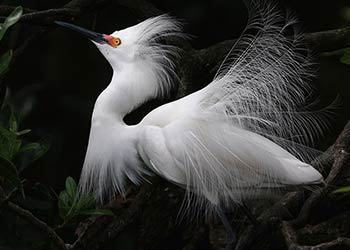 Fancy Males-Everything You've Always Wanted to Know - Bonaire Bird Tours