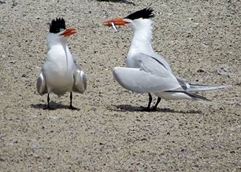 The Secret Life of Terns–Courtship Behaviors