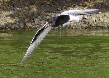 The Vagrant White-winged Tern