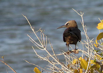 The Brown Noddy, a Rare Bird for Bonaire.