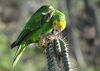 A Yellow-shouldered Parrot feeds upon a cactus fruit.