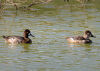 A Lesser Scaup swims placidly with a Ring-Necked Duck.