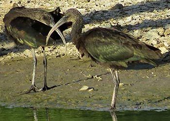 Glossy Ibis Observed on Bonaire
