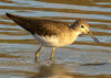 Solitary Sandpiper