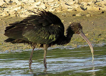 Bonaire Rare Birds Report for July-December 2020