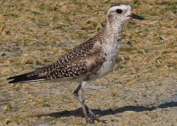 American Golden Plover in Bonaire’s Spring Migration