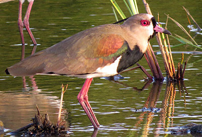 Southern Lapwing