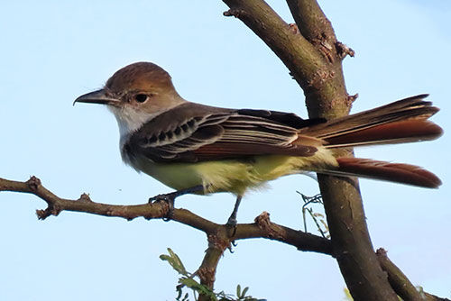 Brown-crested Flycatcher