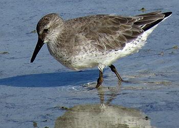 The Mystery of the Missing Red Knots