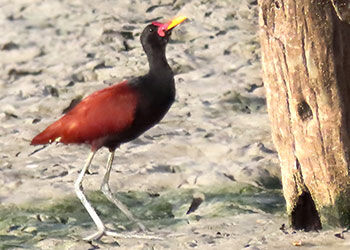 Wattled Jacana & Blue-and-White Swallow on Bonaire