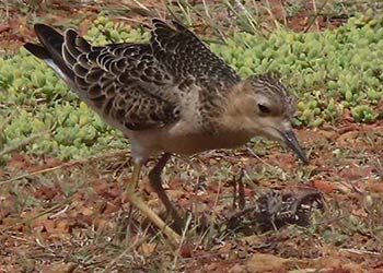 Great Birds+Great Birders = Magical Caribbean Birding
