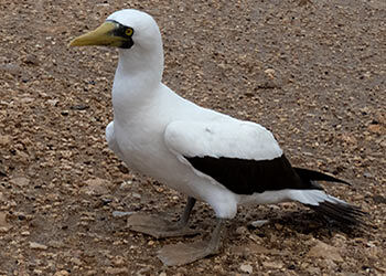 Masked Booby Receives TLC from Bonaire