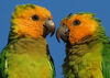 Brown-throated Parakeets on Bonaire.
