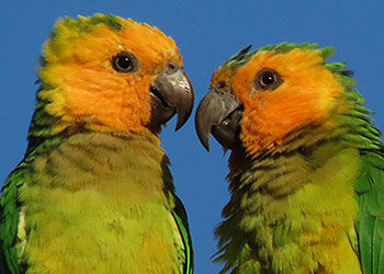 The Pure Bonaire 2024 Calendar–The Birds of Bonaire