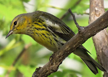 Bonaire Rare Bird Sightings, July to December 2021