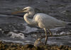 The white morph of the Great Blue Heron, on Bonaire.