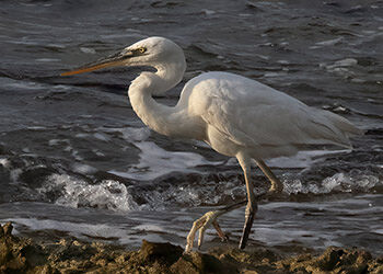 Big White Birds on Bonaire–How to Identify Them!