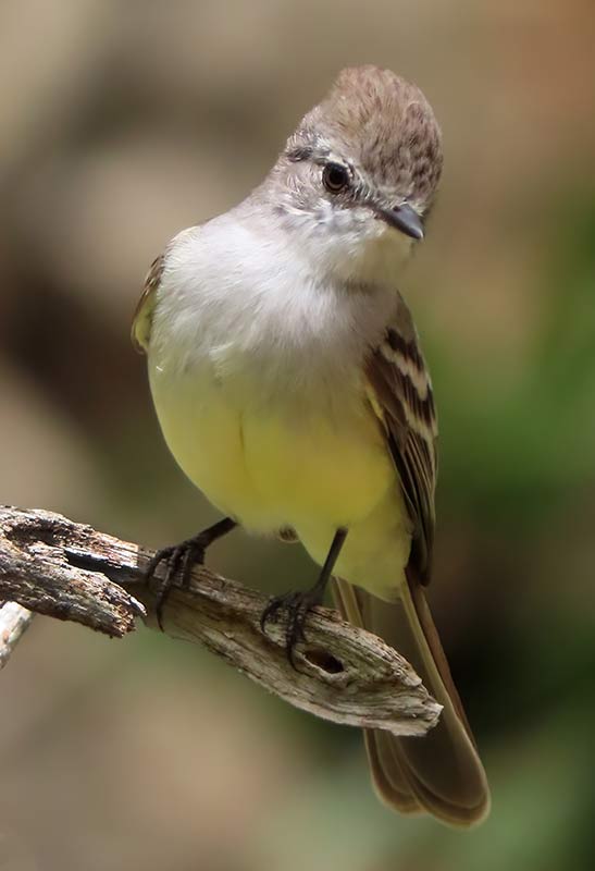 A blurred background helps to emphasize this Northern Scrub Flycatcher.