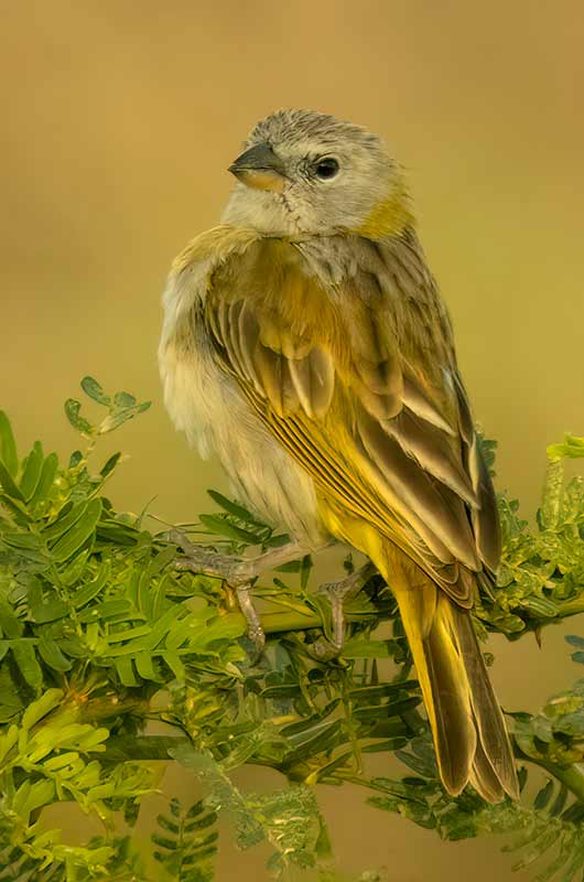 Blur the background for a more pleasing image, like in this image of a Saffron Finch.