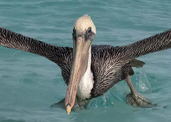 Better Bonaire Bird Photography–Top Tips for Anyone!