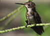 An immature Ruby-Topaz Hummingbird takes a short rest.