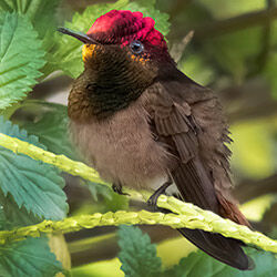 Ruby-topaz Hummingbird