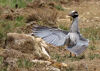A yellow-crowned Night Heron on Bonaire cools itself by spreading its wings to dissipate heat.
