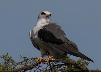 The White-tailed Kite–A New Bird for Bonaire!