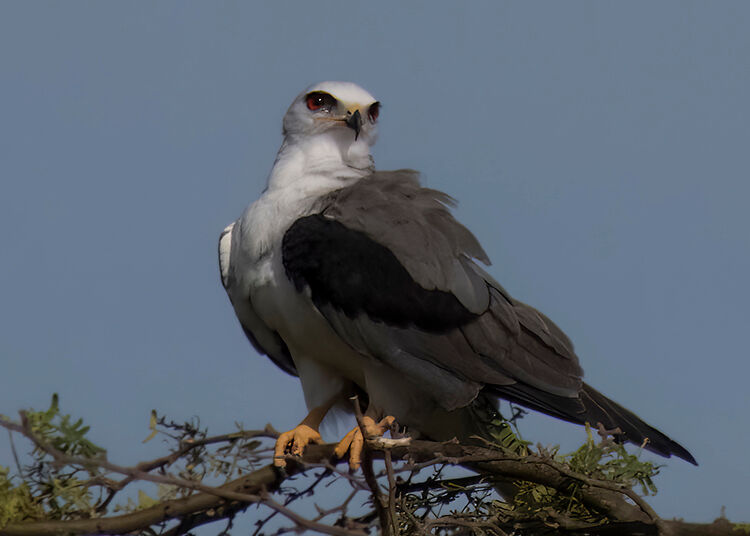 A White-tailed Kite, the first record on Bonaire.