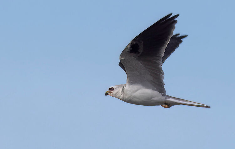 The first-ever White-tailed Kite (in flight) observed on Bonaire.
