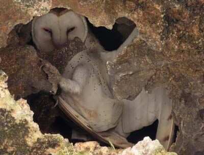A Barn Owl, on Bonaire