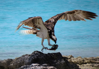 An Osprey on Bonaire
