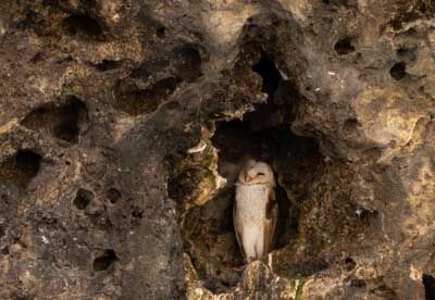 A Barn Owl, on Bonaire