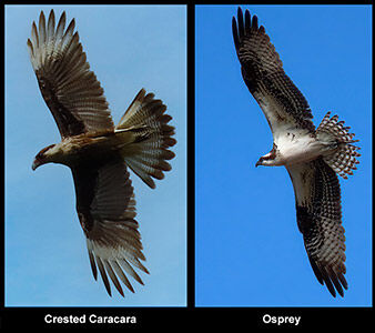 Comparison between a Crested Caracara and an Osprey.