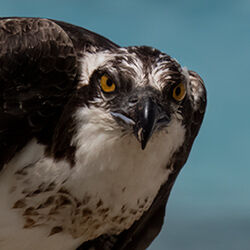 Osprey