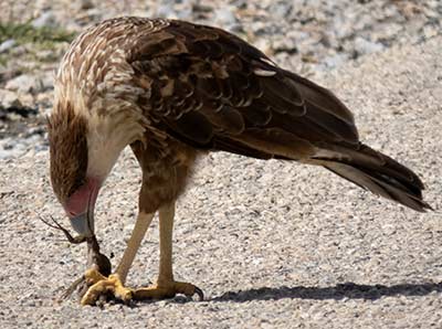 A Crested Caracara consuming one of its favorite foods, a lizard.