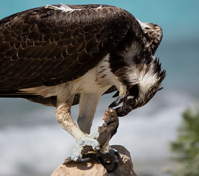 An Osprey with its catch, on Bonaire.