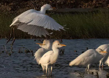 Year-round Birding Seasons on Bonaire