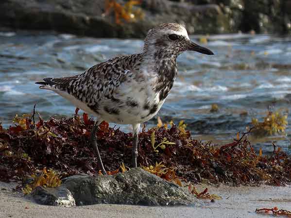 A Black-bellied Plover begins to molt into its stunning summer breeding plumage.