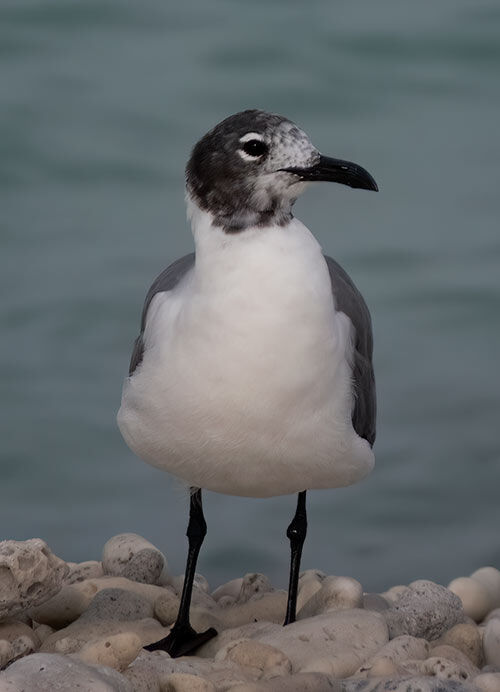 A Laughing Gull molts into its breeding plumage.